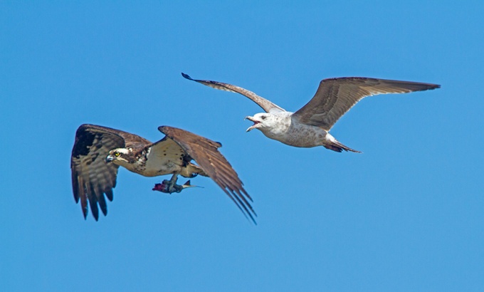 osprey gull brig v1_MG_5892 v1