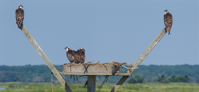 Osprey nest pano v1 brig 2015__43G0742