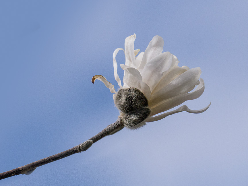 magnolia v2_1360076