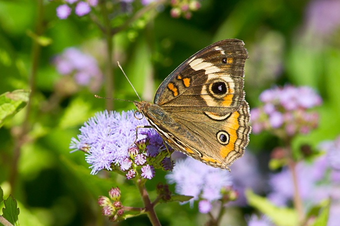 buckeye-butterfly-wildflower-v2-lg-2016_43g2991