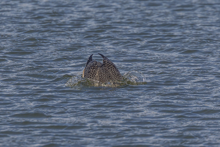 red-throated-loon_diving_wntr-plum-v1-_43g7999