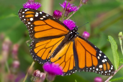 Monarch Butterfly v2 cf_MG_9607