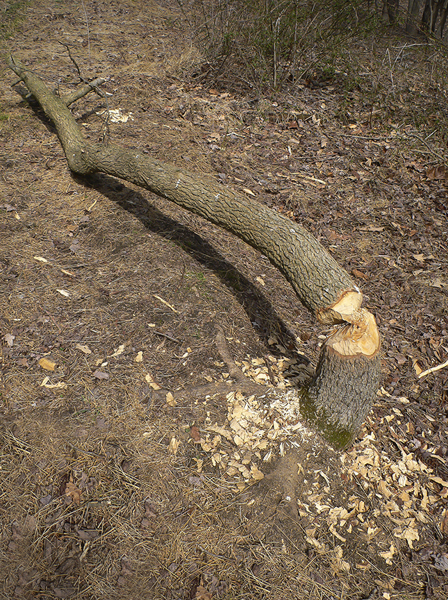 Tree Beaver v2 P1060446