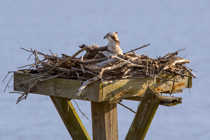 Osprey on Nest_v2_76A7119