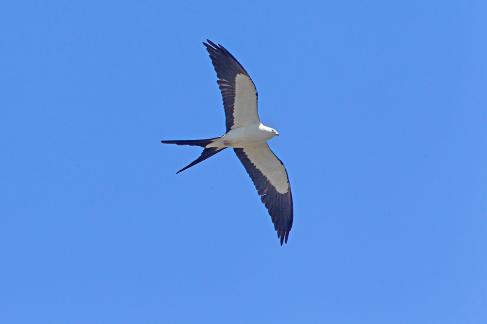 swallow-tailed kite_v2_LW_4_19_560mm_43G0622