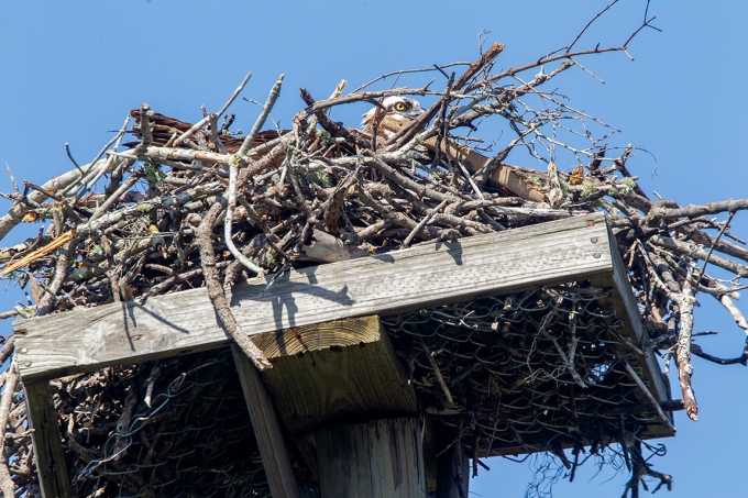 Osprey on nest_43G9677