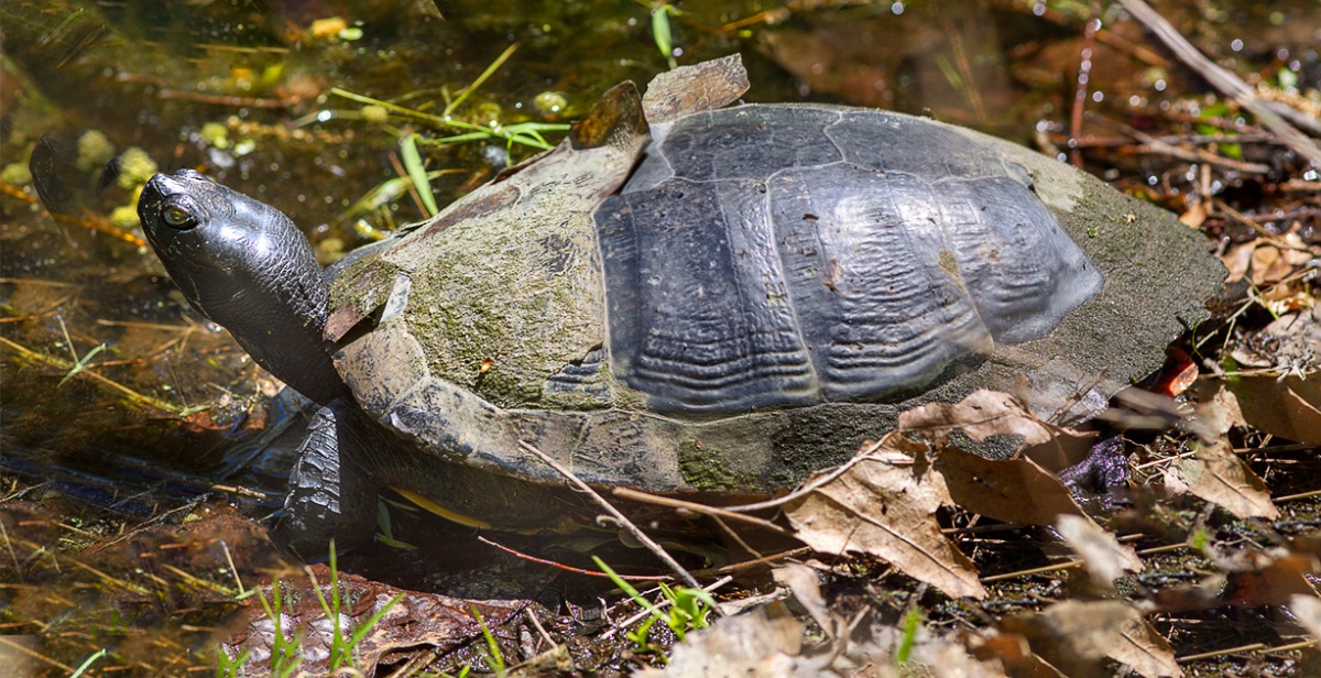 Redbelly Turtle Panorama From Davidsons Mill Pond Park | photoartflight